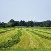 Rareté de foin, une alternative ?