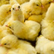 Respecter le cycle naturel des poussins pour obtenir une croissance extraordinaire