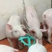 Bien-être animal en production porcine