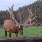 Ferme J.-L. Bédard | Pionniers de l’élevage de wapitis