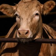 La réduction des GES en production bovine, oui c’est possible !